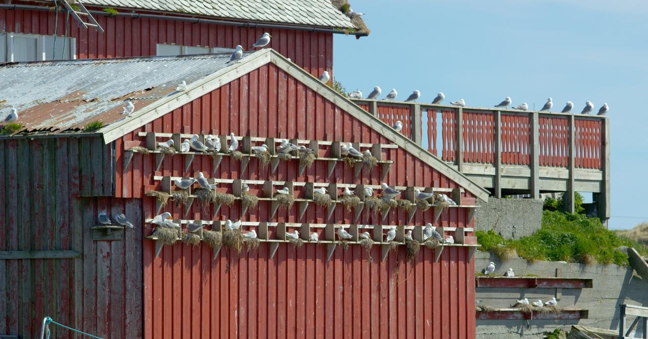 Fiskarheimen Havly, Rost Hotell Exteriör bild